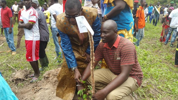 Journée de l'Arbre : Bignona en djihade contre les coupeurs de bois Journée de l'Arbre : Bignona en djihade contre les coupeurs de bois