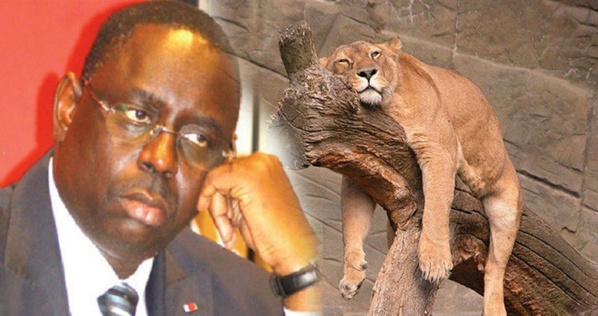 2016, l’année du lion qui dort ! 2016, l’année du lion qui dort !