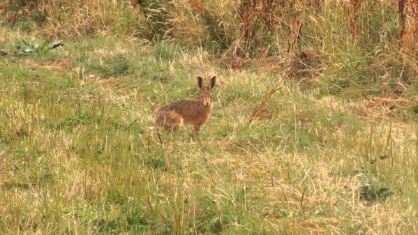 SEDHIOU : Un chasseur tué à Souna-Karantaba, les gardes-forestiers accusés