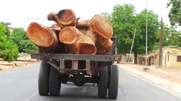 Ziguinchor / Suspension Des Permis De Coupe De Bois : Les Menuisiers Dans Le Désarroi