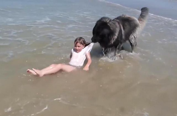 Normandie: Un chien sauve une fillette de la noyade Normandie: Un chien sauve une fillette de la noyade