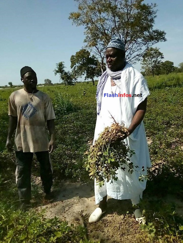 SEDHIOU: Le Marabout Elhadji Sidiya Dramé dans ses champs d'arachide et de maïs de Ndjama....