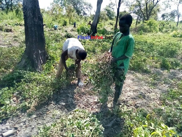 SEDHIOU: Le Marabout Elhadji Sidiya Dramé dans ses champs d'arachide et de maïs de Ndjama.... SEDHIOU: Le Marabout Elhadji Sidiya Dramé dans ses champs d'arachide et de maïs de Ndjama....
