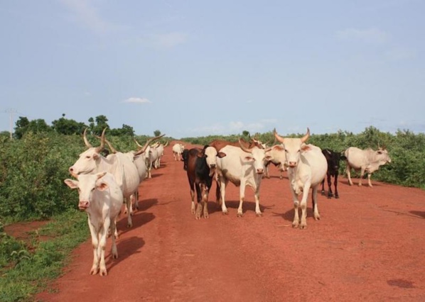 Vol massif de bétail : 40 jeunes Bissau-Guinéens arrêtés à Fardianto Sénégal