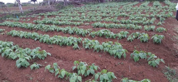 Goudoump : Les producteurs tournent le dos à l'arachide et adoptent la culture de la patate douce.