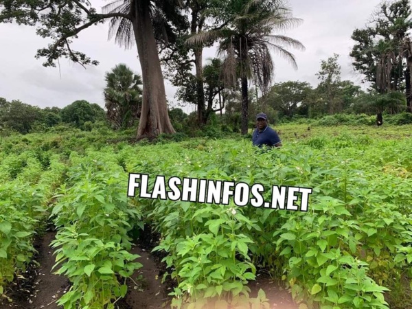 Baldé a cultivé du sésame et du Taro dans son champ à Darsalam (images) 