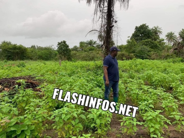 Baldé a cultivé du sésame et du Taro dans son champ à Darsalam (images) 