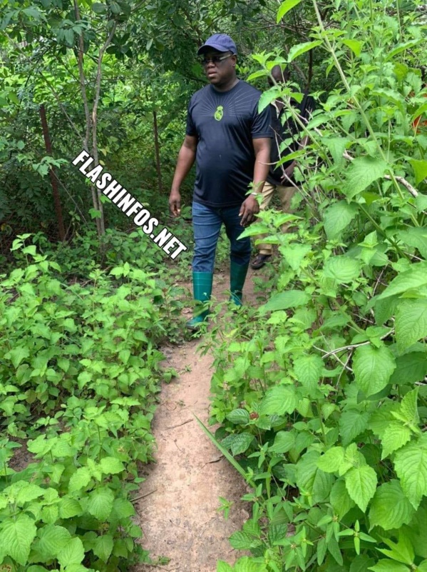 Baldé visite ses champs de Darsalam, Baghagha, Cabrousse...  Baldé visite ses champs de Darsalam, Baghagha, Cabrousse...