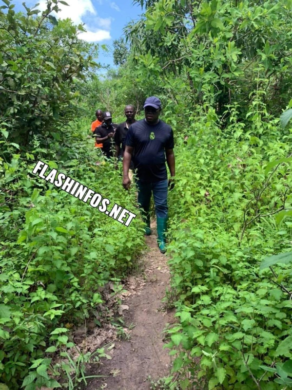 Baldé visite ses champs de Darsalam, Baghagha, Cabrousse...  Baldé visite ses champs de Darsalam, Baghagha, Cabrousse...