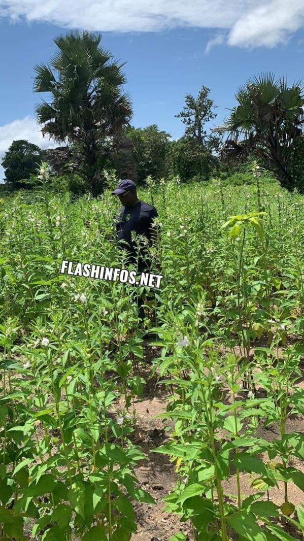 Baldé visite ses champs de Darsalam, Baghagha, Cabrousse...  Baldé visite ses champs de Darsalam, Baghagha, Cabrousse...