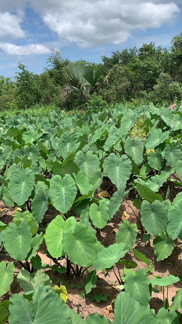 Baldé visite ses champs de Darsalam, Baghagha, Cabrousse...  Baldé visite ses champs de Darsalam, Baghagha, Cabrousse...