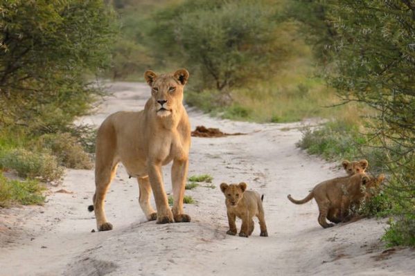 Des lions sèment la panique à Oussouye 