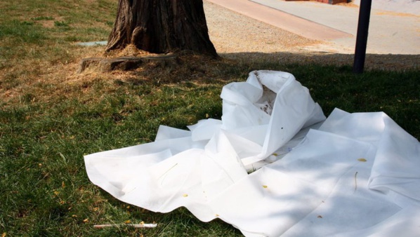 Ziguinchor : Un étudiant de l'université Assane Seck retrouvé mort sous un arbre