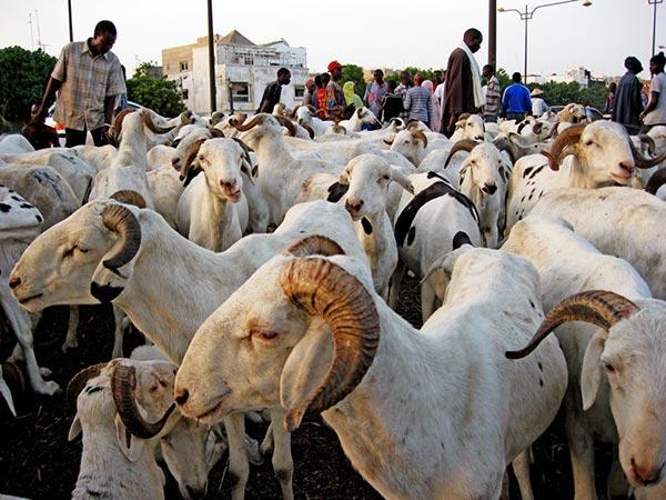 Dette des éleveurs de Thiès : 98 millions F CFA toujours pas remboursés Dette des éleveurs de Thiès : 98 millions F CFA toujours pas remboursés