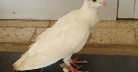 Mysticisme à la mairie de Kaolack : Un pigeon aux amulettes sème la peur Mysticisme à la mairie de Kaolack : Un pigeon aux amulettes sème la peur
