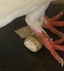 Mysticisme à la mairie de Kaolack : Un pigeon aux amulettes sème la peur Mysticisme à la mairie de Kaolack : Un pigeon aux amulettes sème la peur