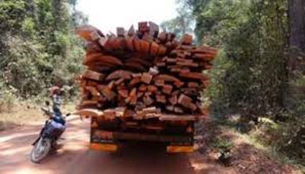 Trois ministres en Casamance contre le trafic de bois : Le Mfdc parle de "grimace politicienne" Trois ministres en Casamance contre le trafic de bois : Le Mfdc parle de "grimace politicienne"