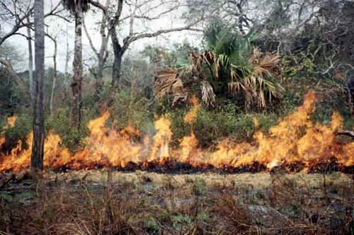 Feux de Brousse : Les Eaux et Forêts sans Camions Citerne à Bignona et Ziguinchor