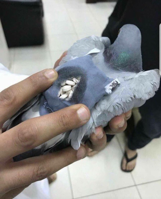 Koweit: La police arrête un pigeon avec un sac à dos…rempli de drogue