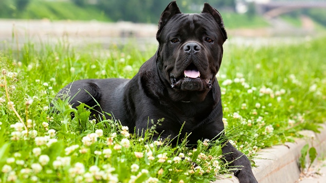 Espagne : Un chien coupe le sexe d’un Sénégalais