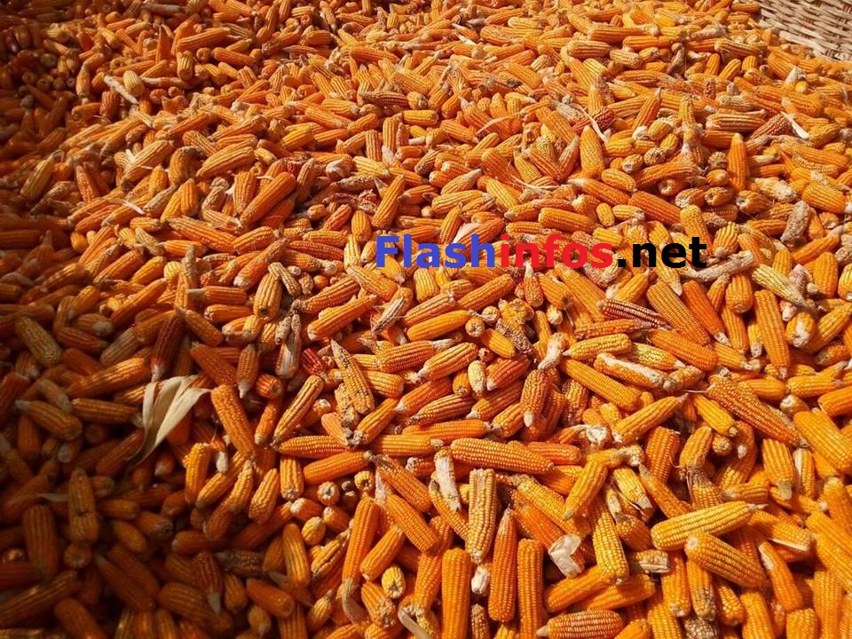 SEDHIOU: Le Marabout Elhadji Sidiya Dramé dans ses champs d'arachide et de maïs de Ndjama....