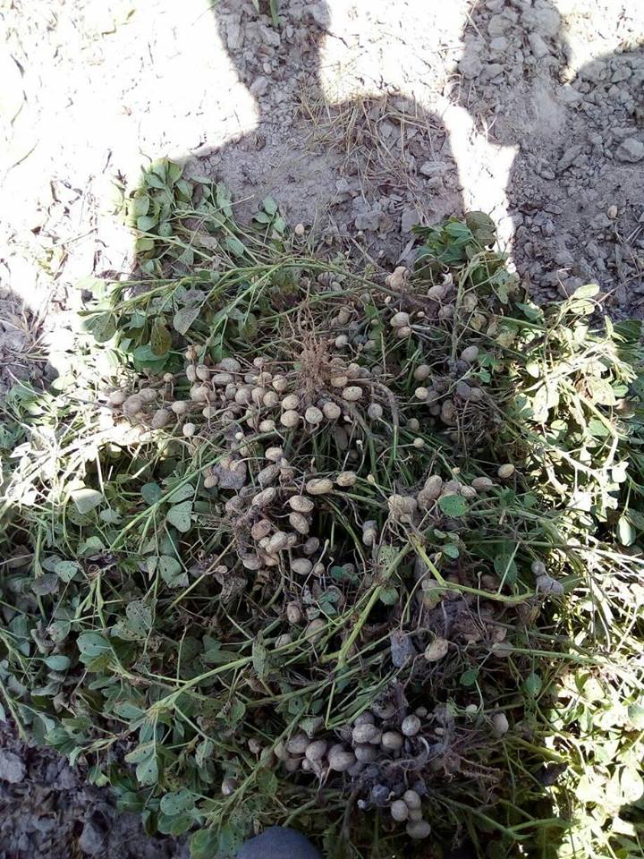 SEDHIOU: Le Marabout Elhadji Sidiya Dramé dans ses champs d'arachide et de maïs de Ndjama....
