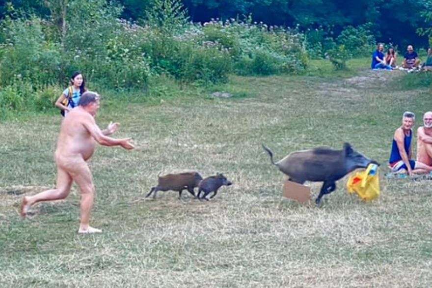 Allemagne : Un homme nu poursuit un sanglier qui lui a volé ses affaires Allemagne : Un homme nu poursuit un sanglier qui lui a volé ses affaires