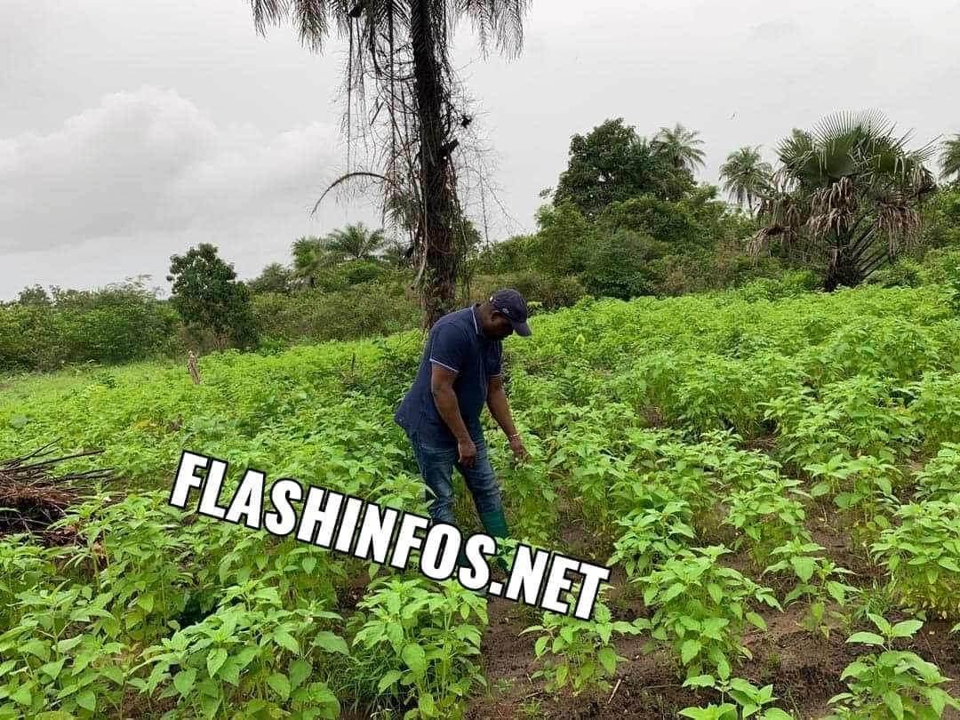 Baldé a cultivé du sésame et du Taro dans son champ à Darsalam (images) 