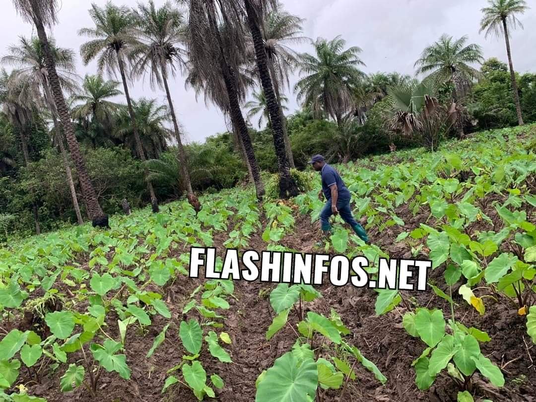 Baldé a cultivé du sésame et du Taro dans son champ à Darsalam (images) 