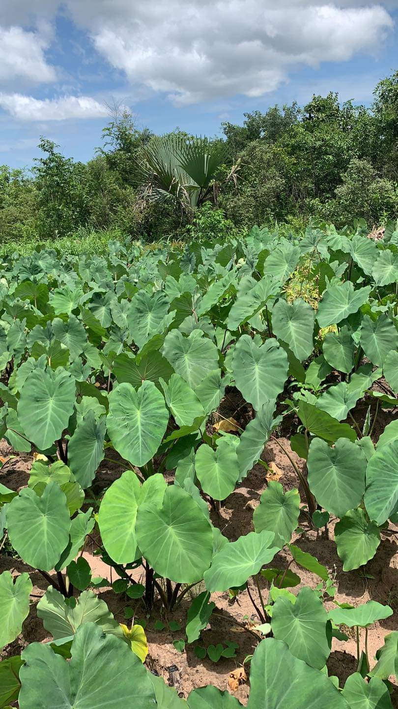 Baldé visite ses champs de Darsalam, Baghagha, Cabrousse...  Baldé visite ses champs de Darsalam, Baghagha, Cabrousse...