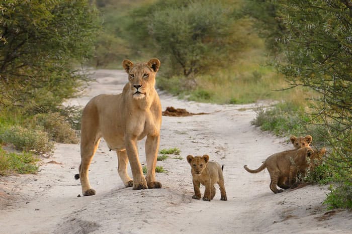 Des lions sèment la panique à Oussouye 