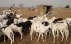 TABASKI : L’inquiétude gagne les vendeurs de moutons de Kahone
