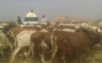 Magal Touba 2016 : L'arrivée de près de 5000 Bœufs de Cheikh Béthio 