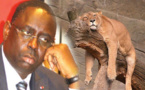 2016, l’année du lion qui dort !