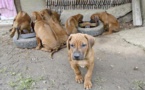 Kolda: Plus de 200 chiens errants abattus par le service régional de l'élevage