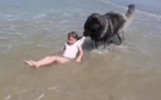 Normandie: Un chien sauve une fillette de la noyade Normandie: Un chien sauve une fillette de la noyade