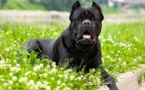 Espagne : Un chien coupe le sexe d’un Sénégalais
