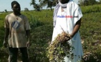 SEDHIOU: Le Marabout Elhadji Sidiya Dramé dans ses champs d'arachide et de maïs de Ndjama.... SEDHIOU: Le Marabout Elhadji Sidiya Dramé dans ses champs d'arachide et de maïs de Ndjama....