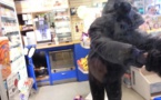 Braquage à Thiès : Des malfrats à bord de pik-up emporte les 5 millions cfa d'une épicerie de la station d'essence