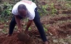 Boutoupa-Camaracounda : le maire Ousmane Sanding donne l’exemple au champ