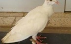 Mysticisme à la mairie de Kaolack : Un pigeon aux amulettes sème la peur